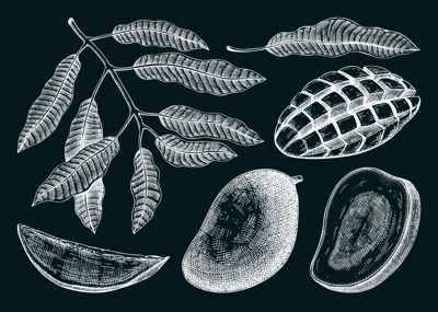 Hand drawn mango sketches set on chalkboard. Tropical fruit vector illustration. Exotic plant with fruit, leaves in engraved style. Botanical drawing for label, juice packaging, menu